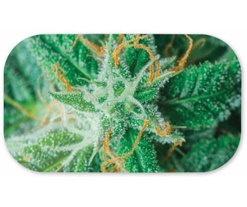 V-Syndicate Magnetic Cover - Magnetic Cover for Discs V-Syndicate Small (27x16cm) - AK 47 -  Price: 4,20€