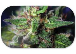 V-Syndicate Magnetic Cover - Μαγνητικό Κάλυμμα για Δίσκους V-Syndicate Small (27x16cm) - Blue Dream