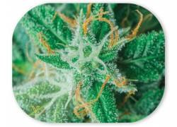 V-Synticate Magnetic Cover - Μαγνητικό Κάλυμμα για Δίσκους V-Syndicate Mini (18x14cm) - AK 47