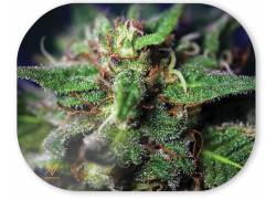 V-Synticate Magnetic Cover - Μαγνητικό Κάλυμμα για Δίσκους V-Syndicate Mini (18x14cm) - Blue Dream